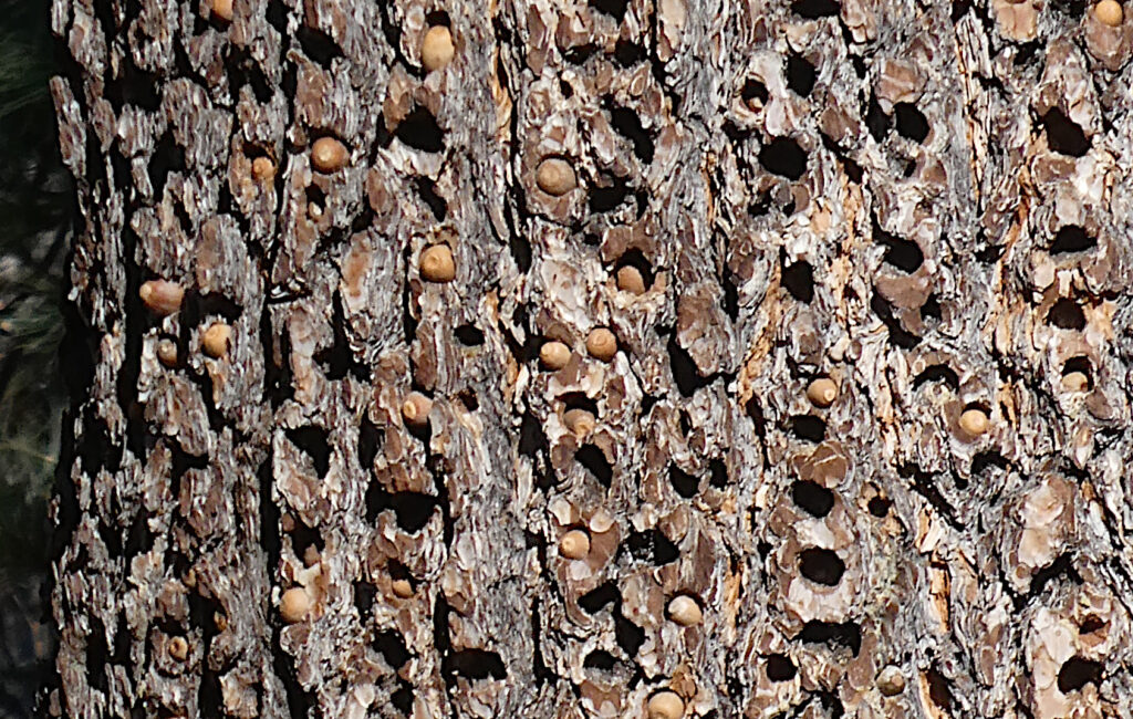 Ponderosa Pine Granary